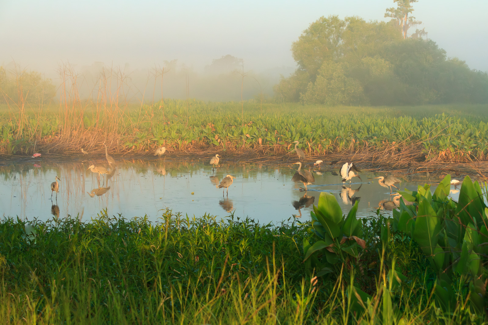 Misty Gathering