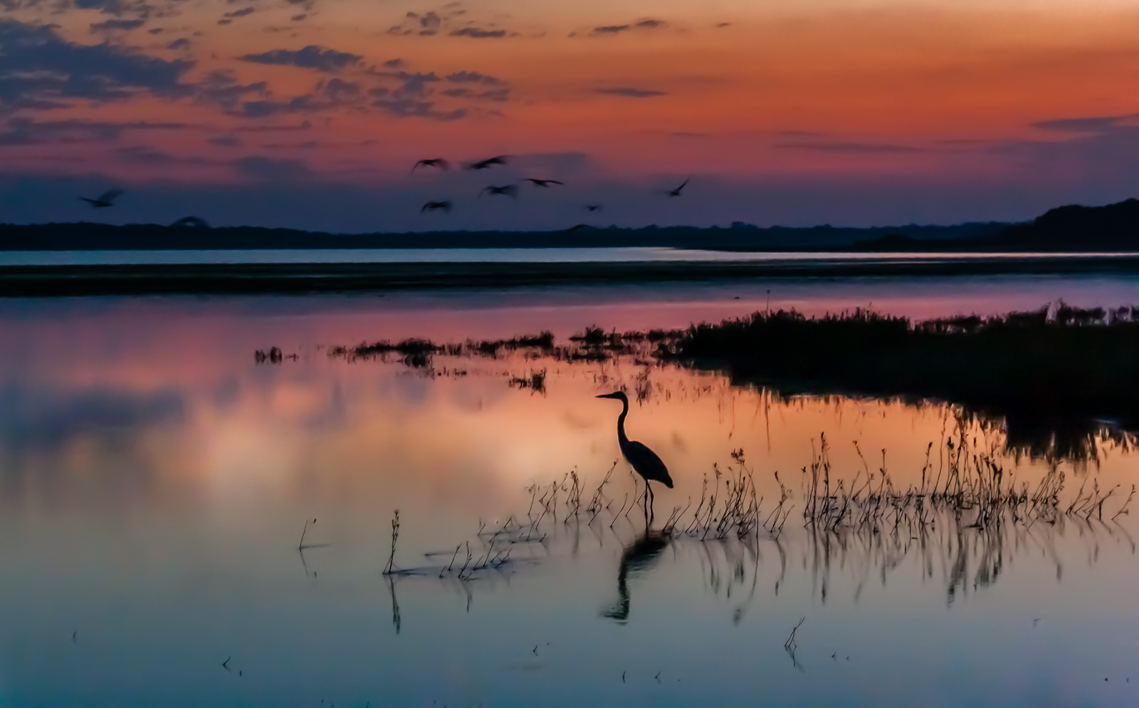 Morning Stillness, a heron standing in calm wetlands beneath a colorful dawn sky
