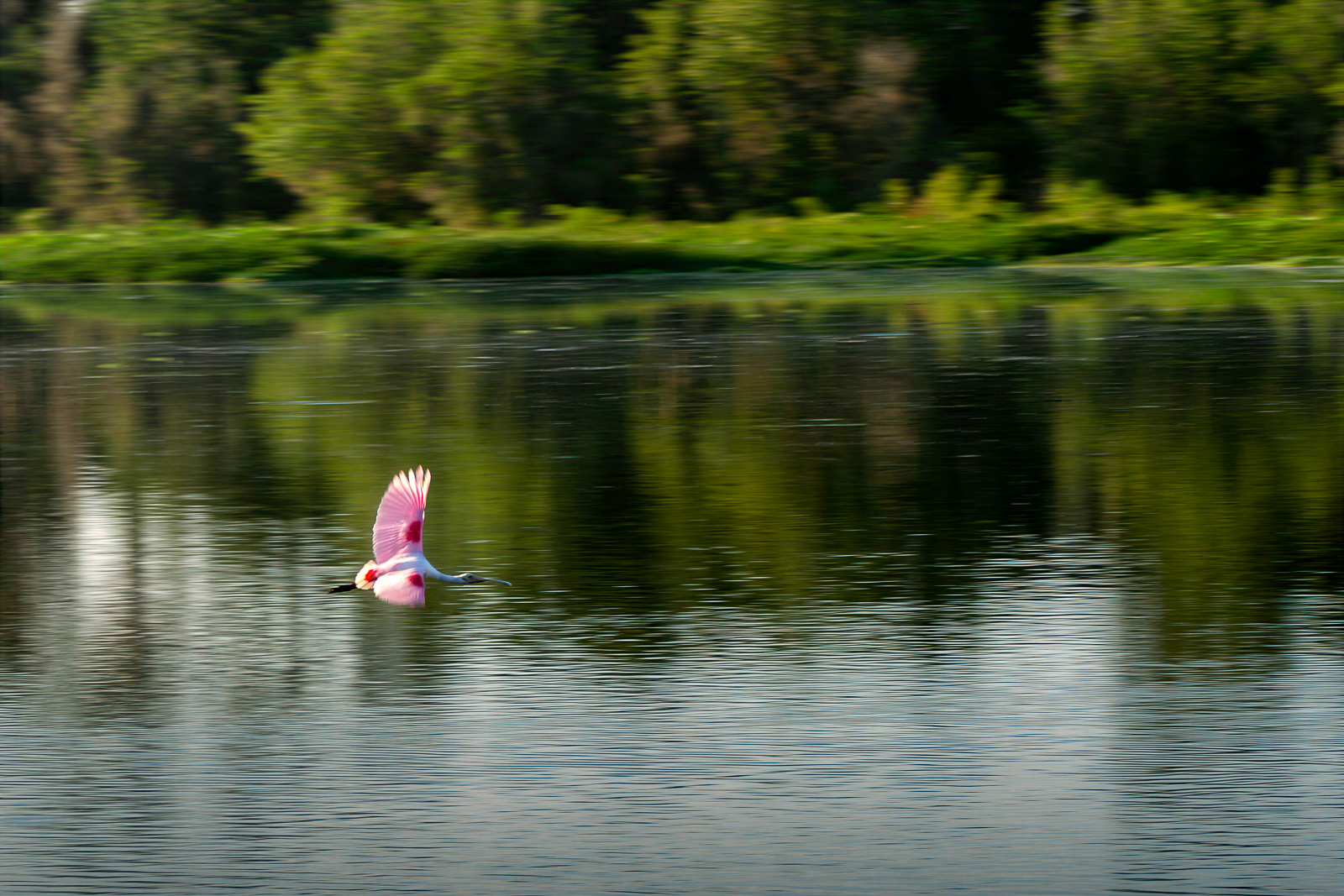 Roseate spoonbill in flight over reflective water at Circle B Bar Reserve, Florida