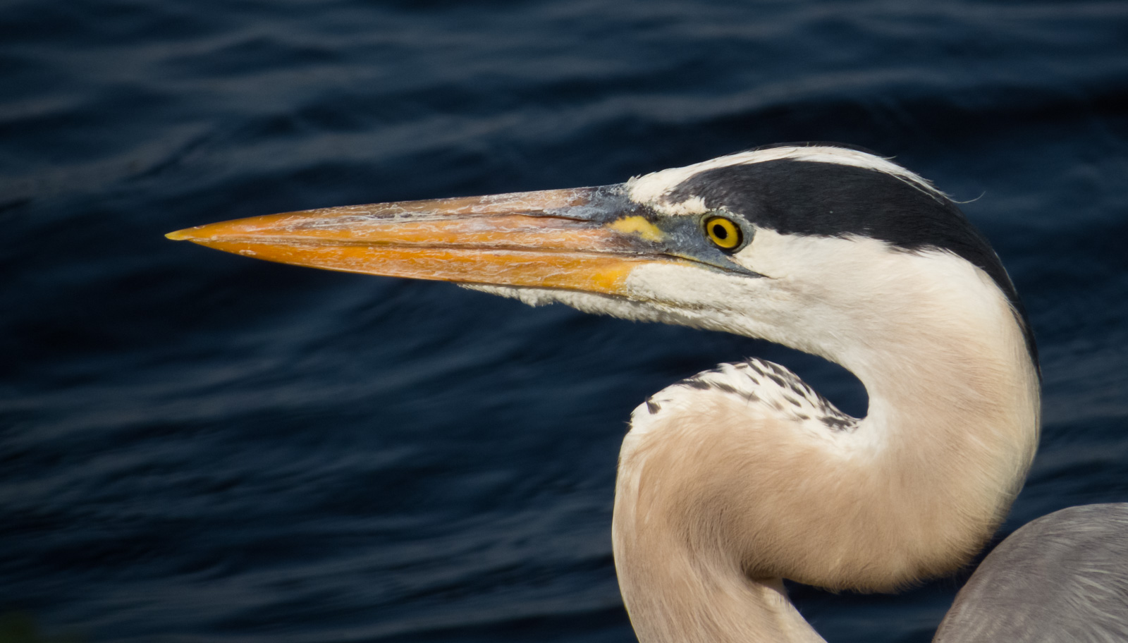 Quiet Profile, a close wildlife portrait of a great blue heron